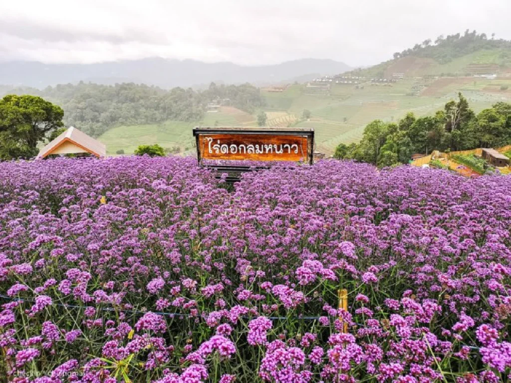 Flower field, Chiang Mai