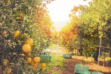 Jinju Orange Garden