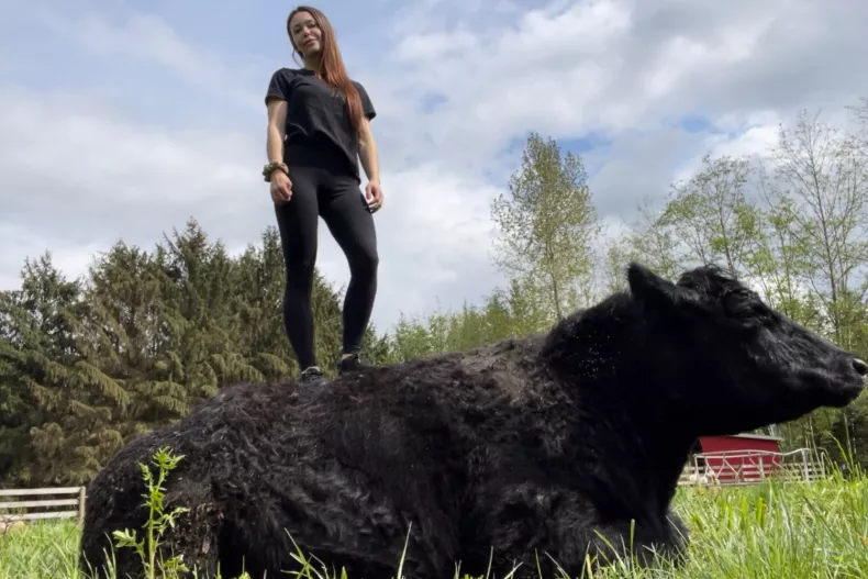 Beautiful Girl is Controlling a Cow